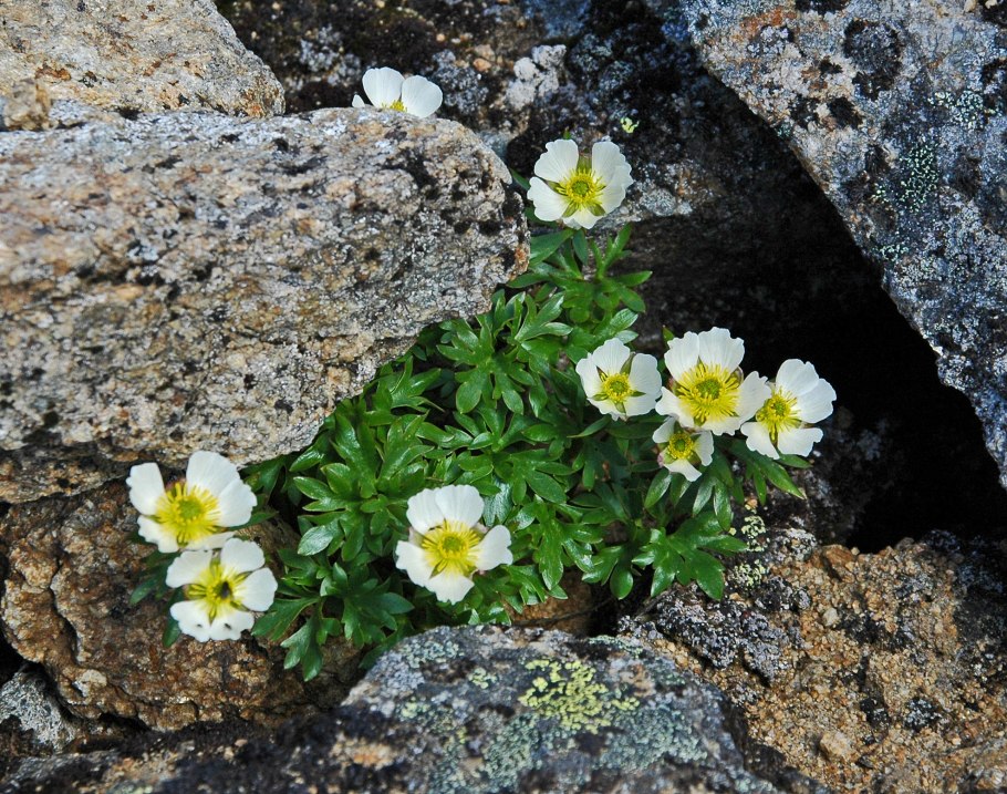 Beckwithia glacialis