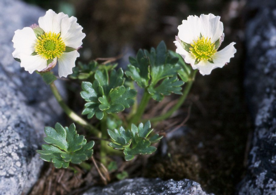 Beckwithia glacialis