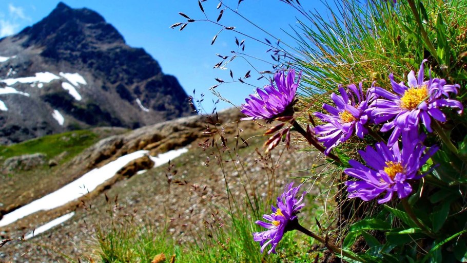 Альпийские Луга Карачаево-Черкесии