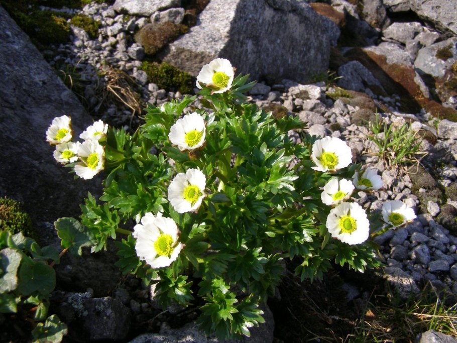 Лапчатка Скальная