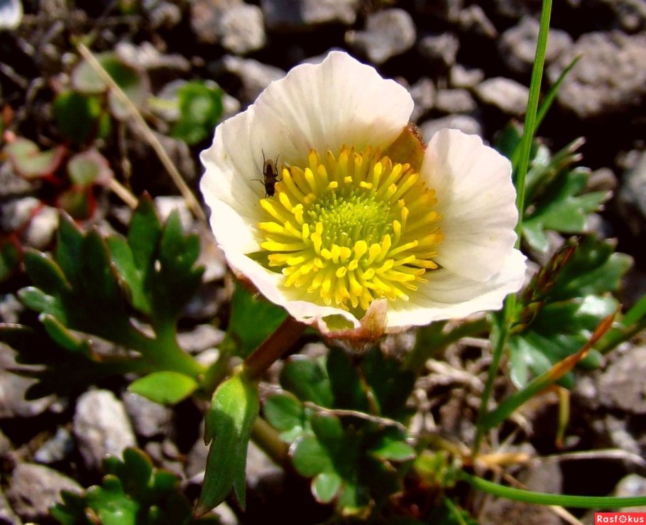 Лютик (Беквичия) Ледниковый Double bronce