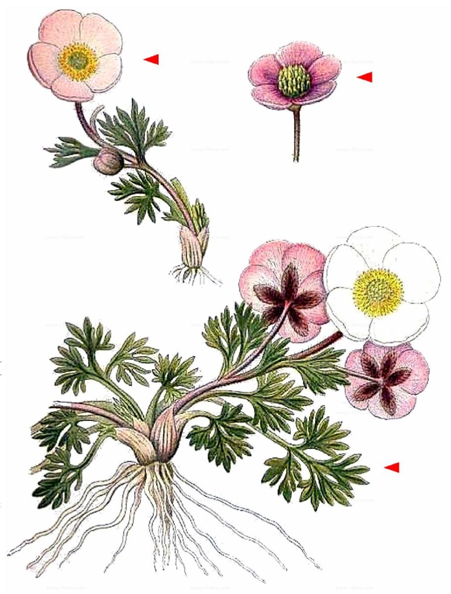 Ледниковый Лютик Норвегия