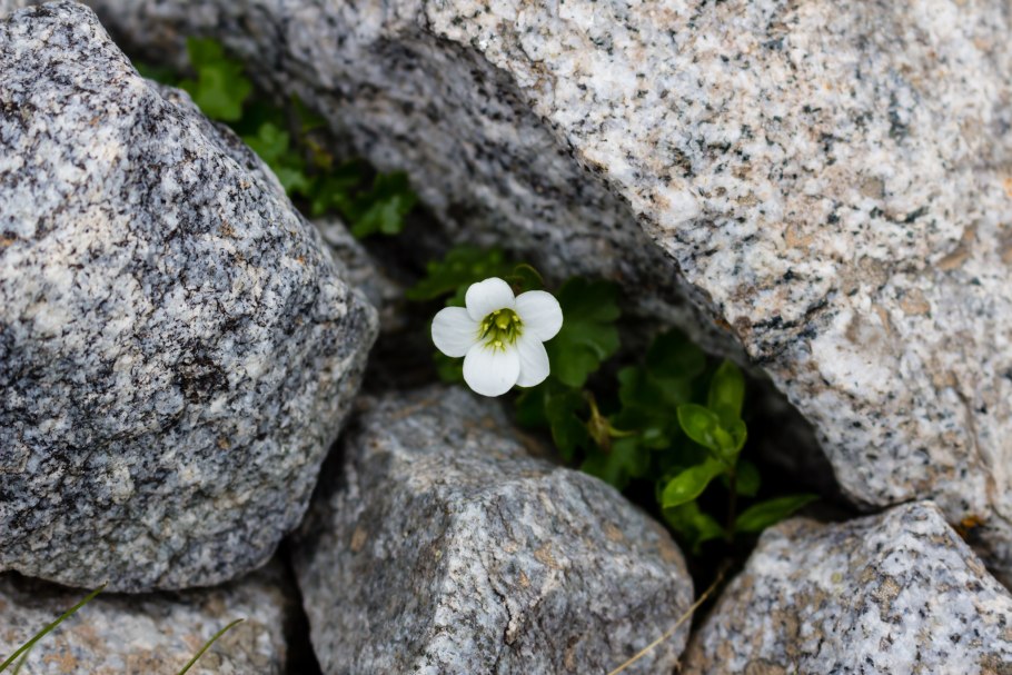 Лютик весенний Collarette