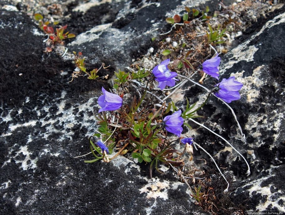 Гора Фишт биосферный заповедник