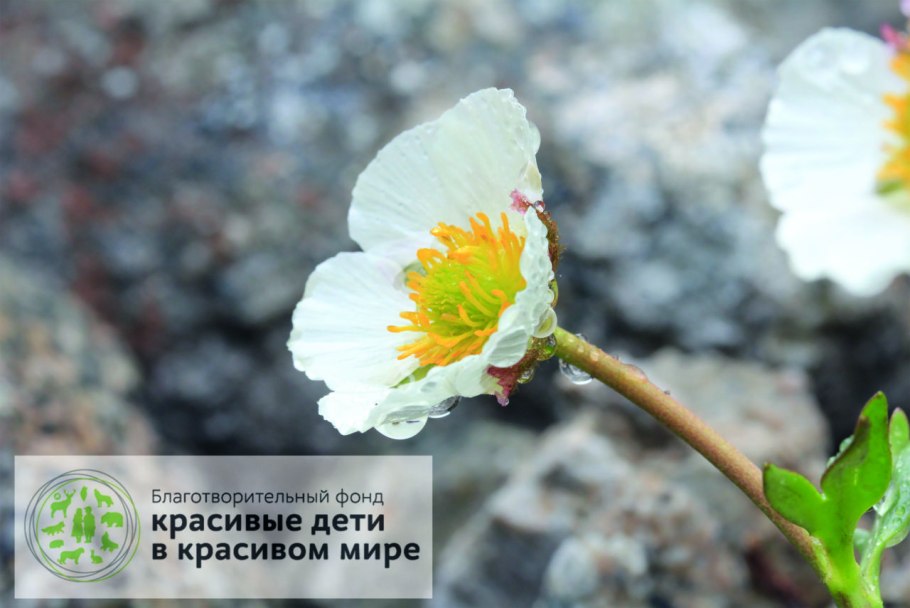 Лютик Арктический