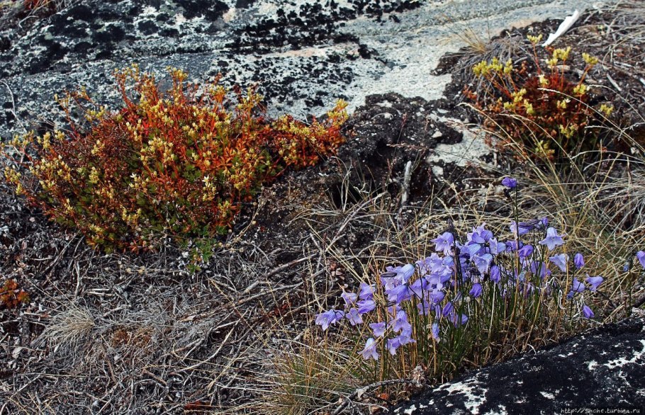 Цветущие Луга в Армении горы