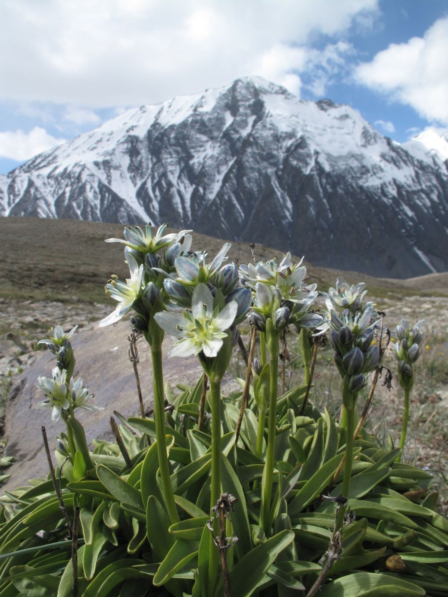 Цветы в горах Памира