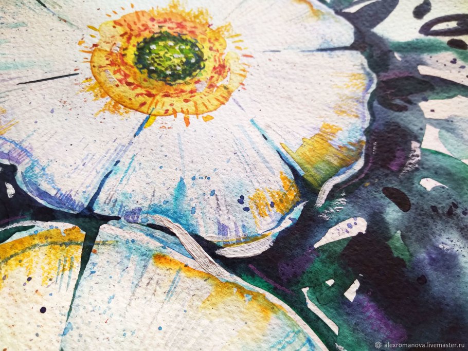 Солнцецвет Кольский полуостров