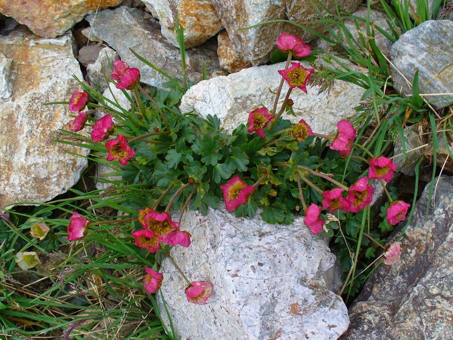 Чабрец горный Дагестан