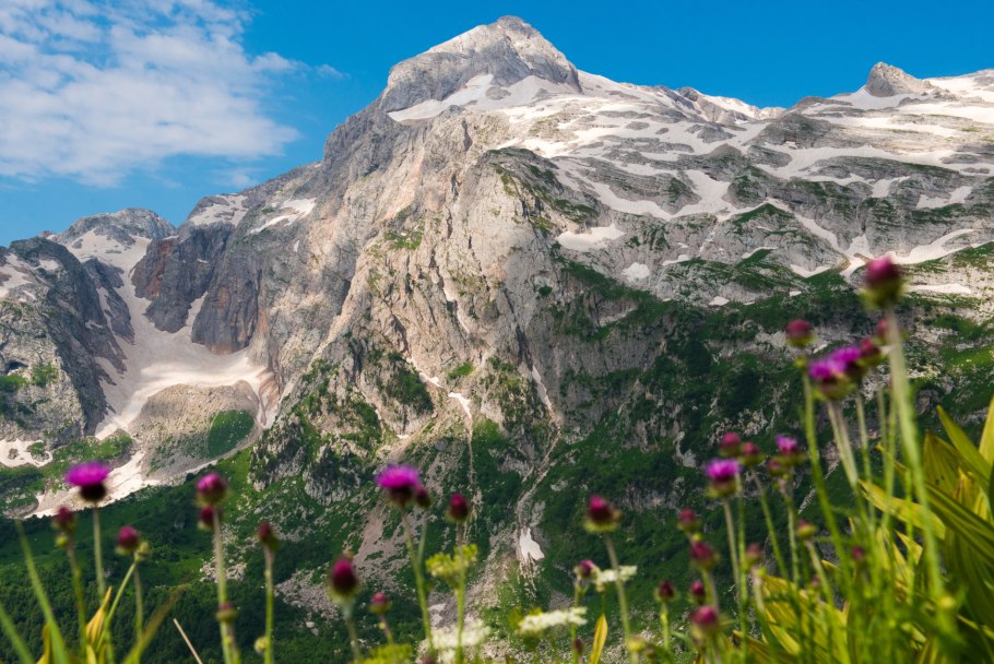 Альпийские цветы