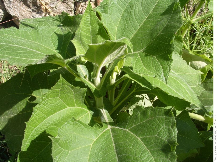 Батат и якон