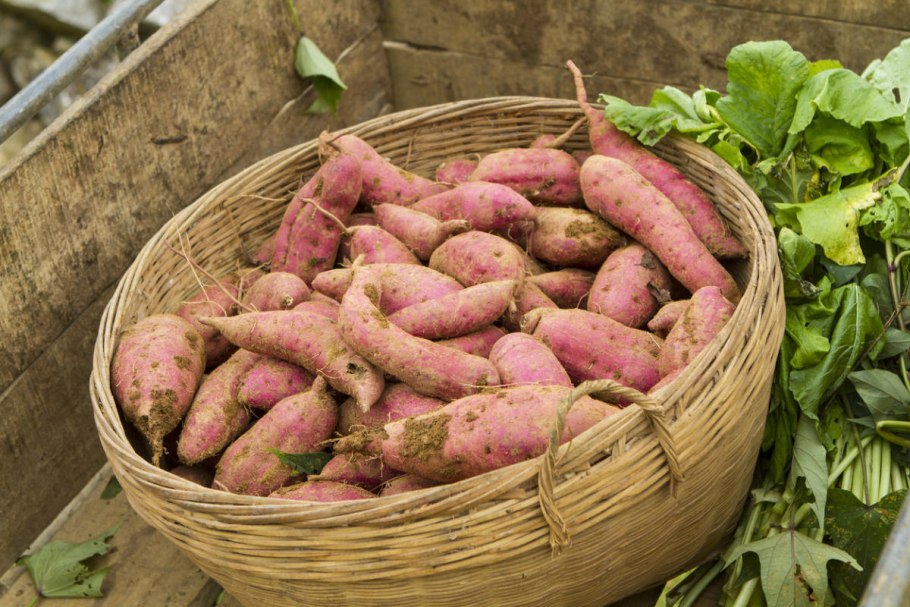 Блюда на букву я 4 буквы якон