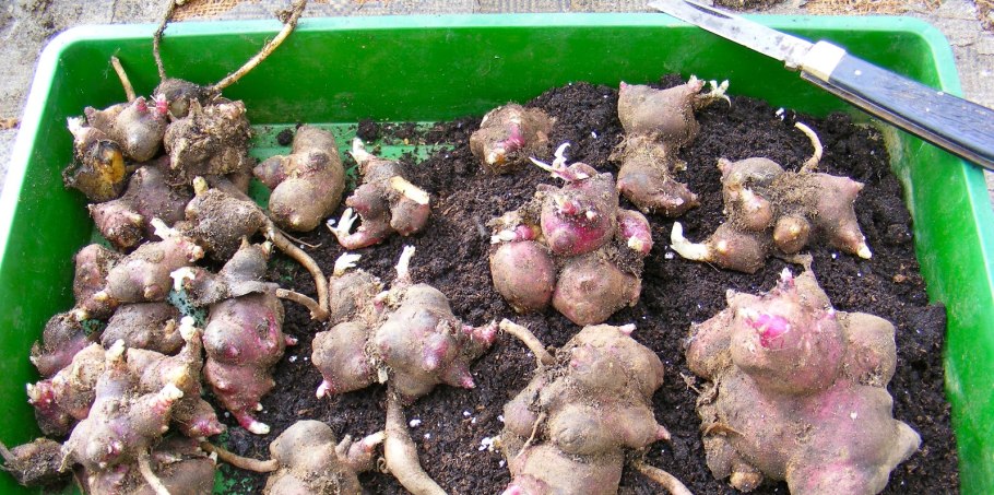 Ямс клубненосный