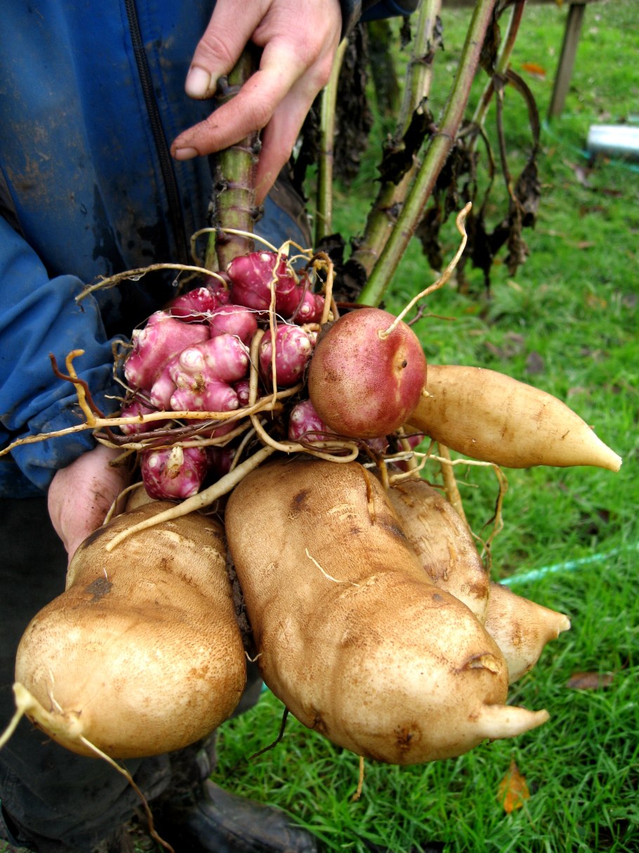 Корень якона