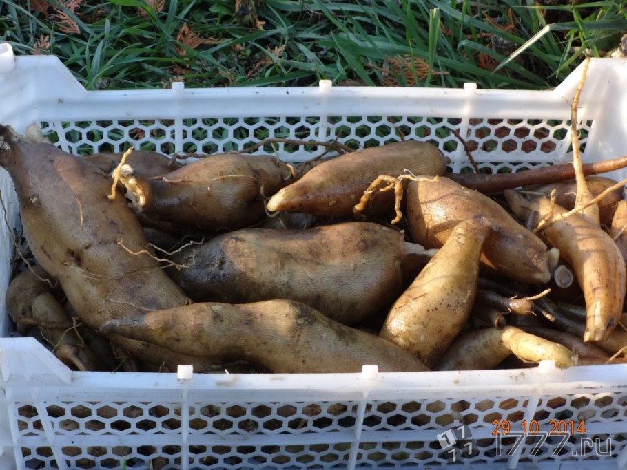 Батат в Корее