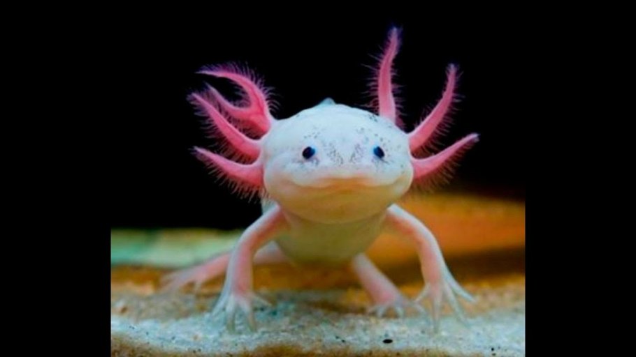 Камила Валиева 2021