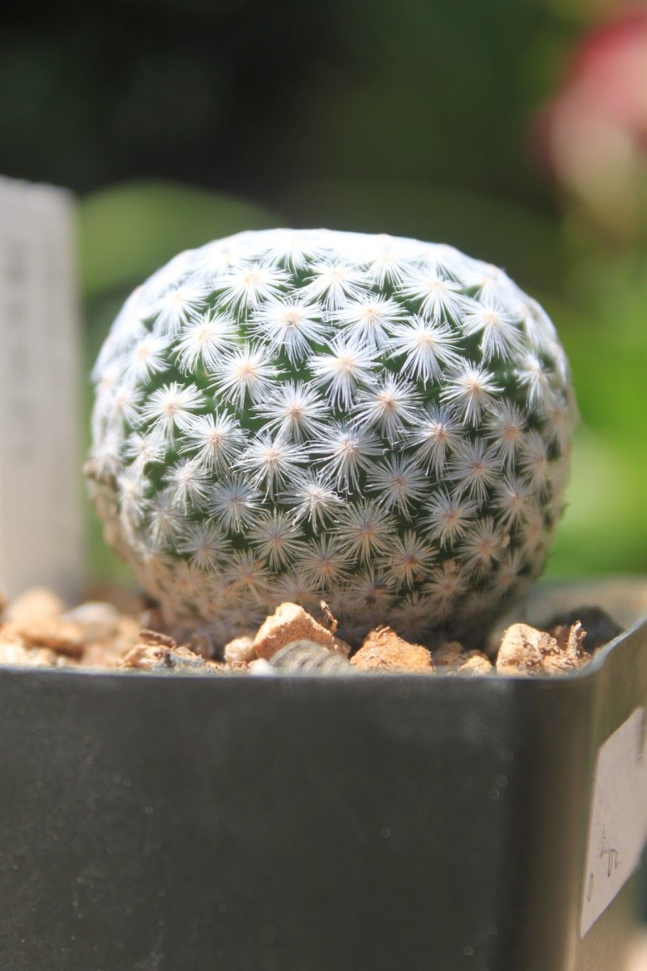 Маммиллярия perezdelarosae