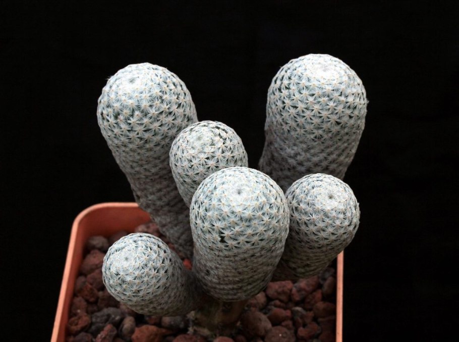 Mammillaria herrerae v albiflora
