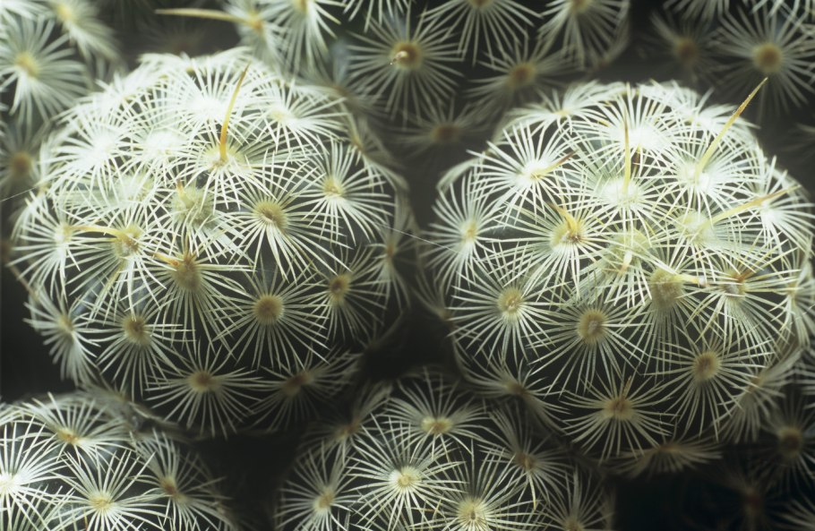 Маммиллярия compressa