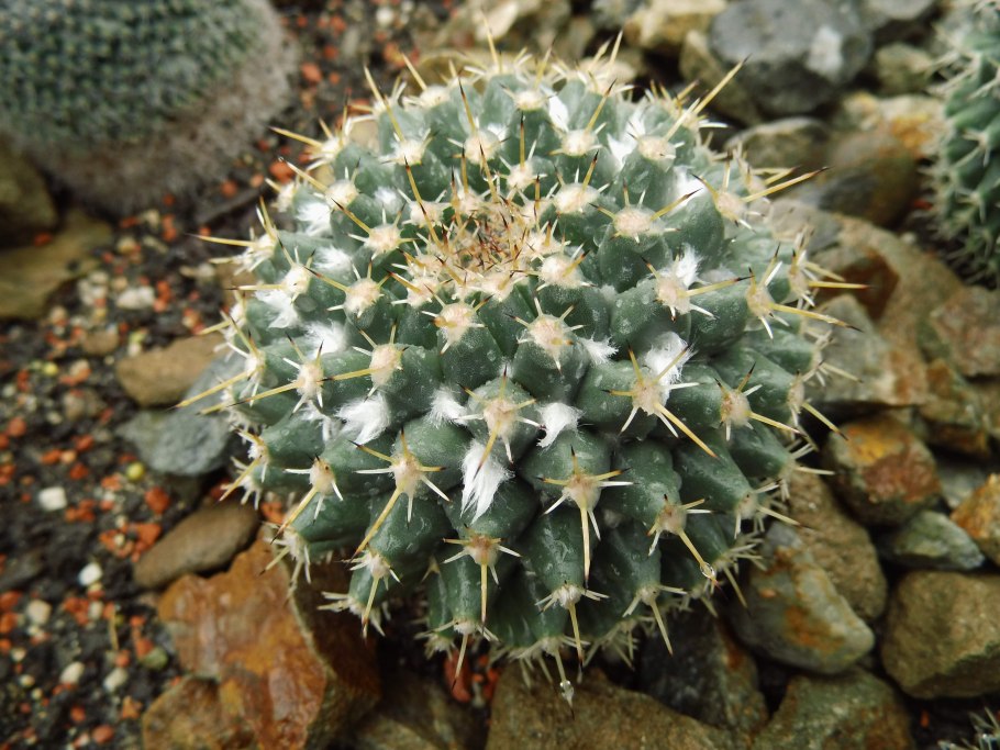 Маммиллярия hernandezii