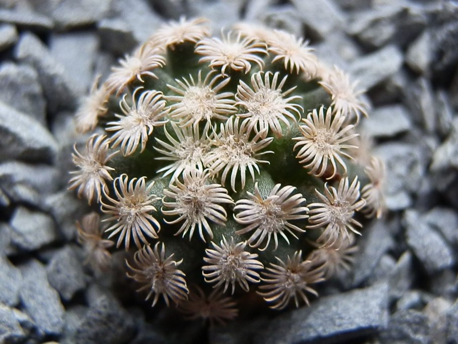 Mammillaria herrerae
