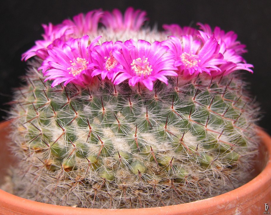 Маммиллярия humboldtii