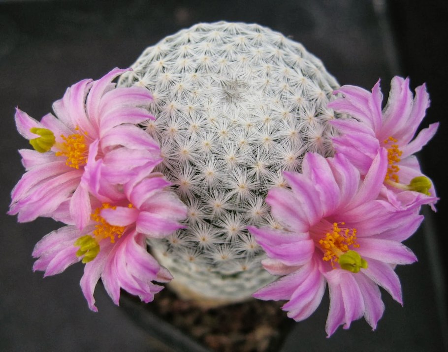 Mammillaria herrerae RS-1325