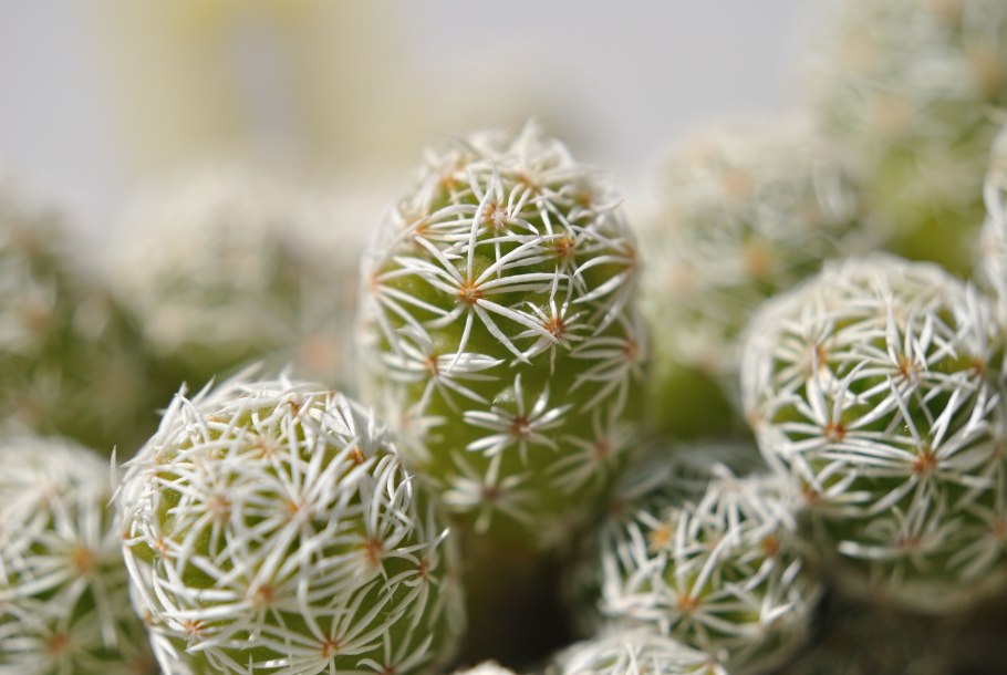 Маммиллярия побегоносная