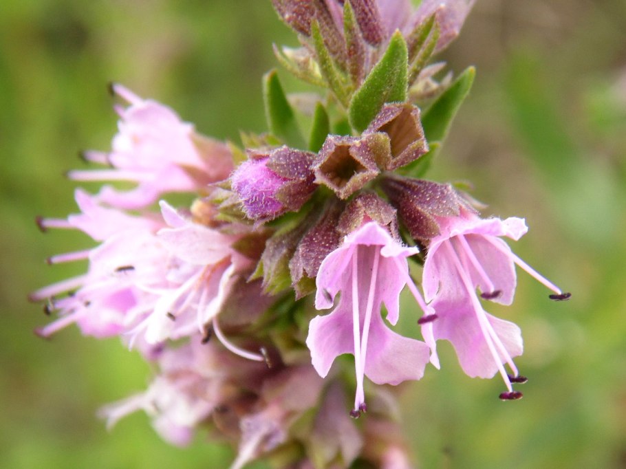 Lamiaceae Labiatae