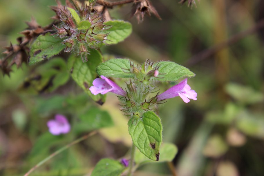 Stachys palustris