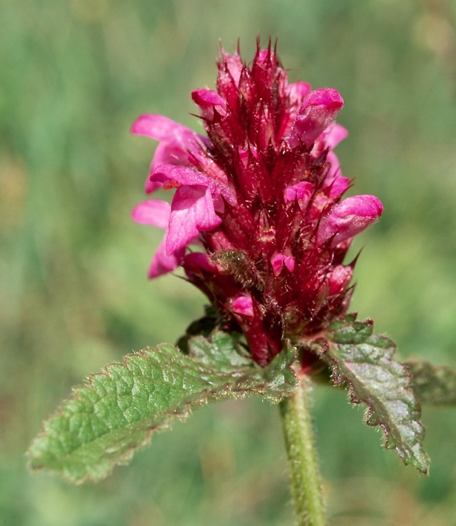 Яснотковые Lamiaceae