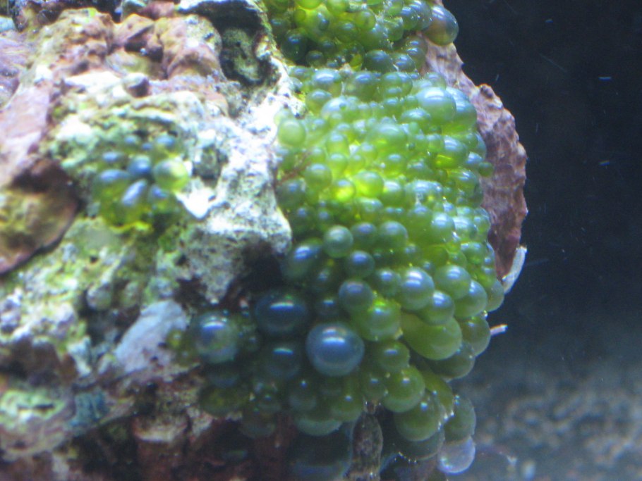 Водоросли Валония пузатая