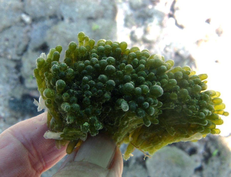 Valonia ventricosa (Валония пузатая