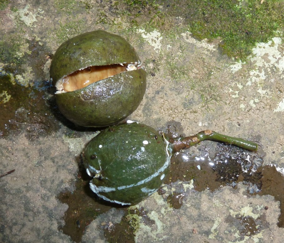 Валония пузатая как вырастить