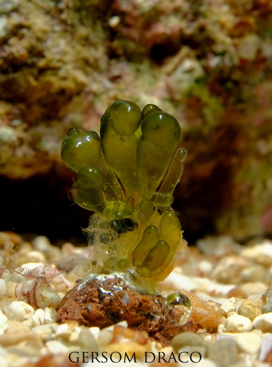 Валония пузатая