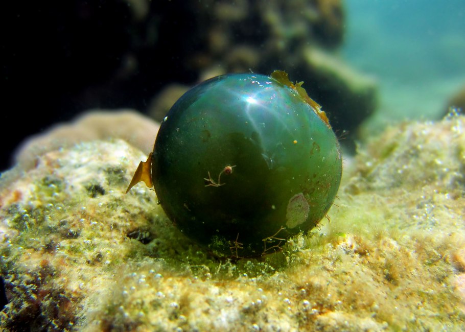 Валония пузатая