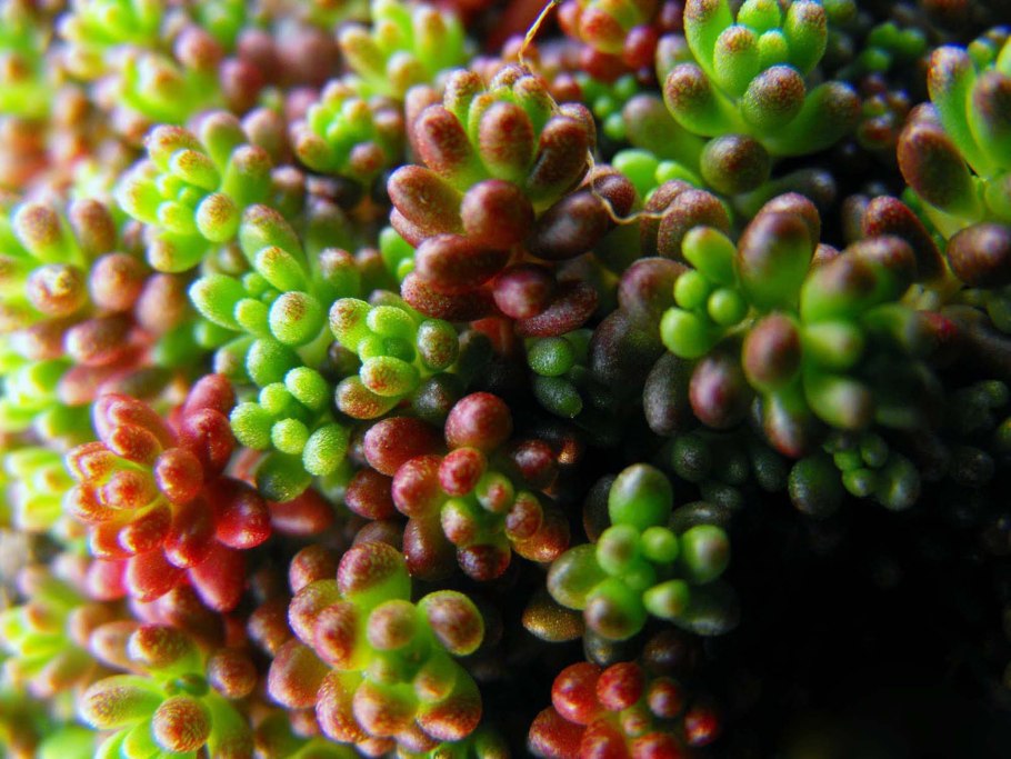 Валония пузатая