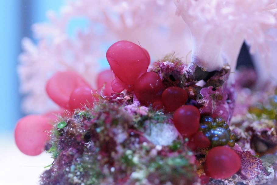 Валония пузатая