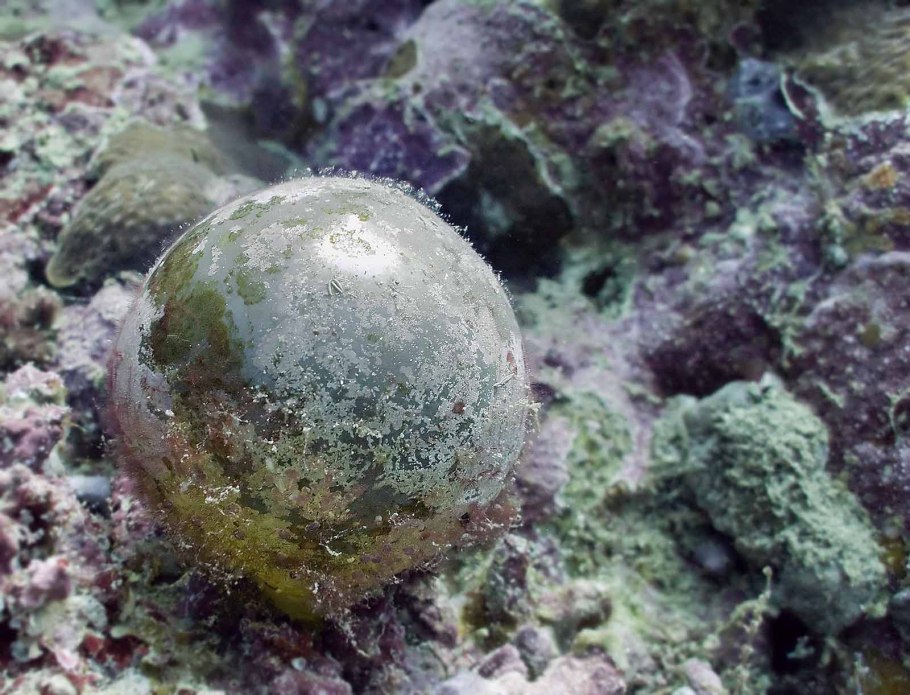 Валония пузатая