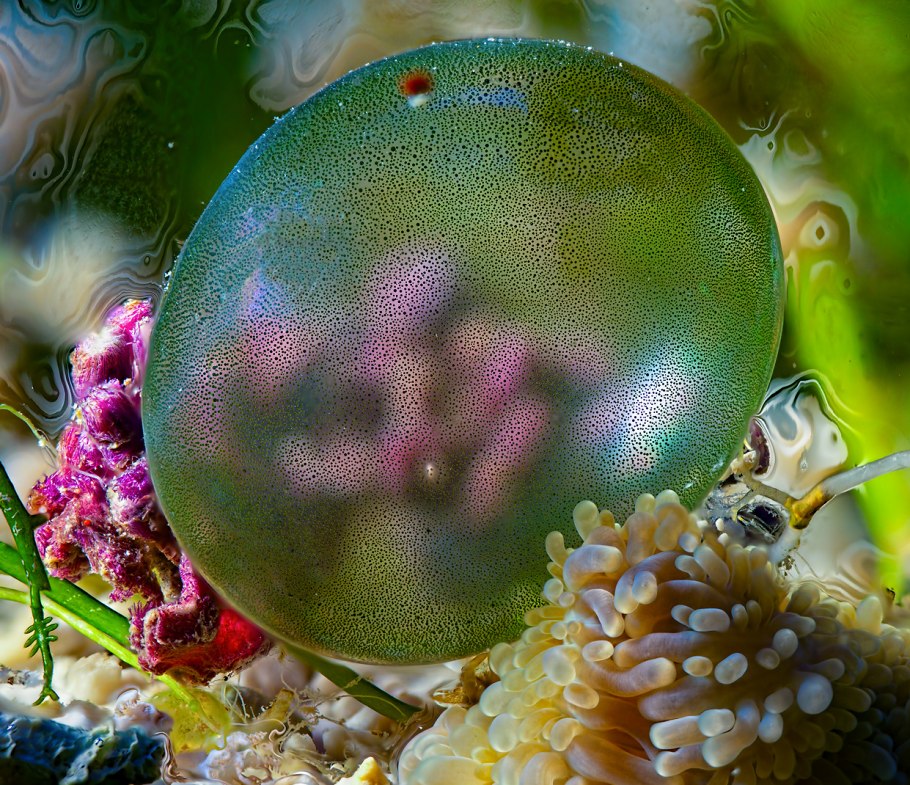 Водоросли Валония пузатая