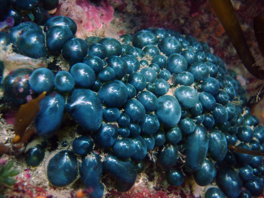 Valonia ventricosa в разрезе