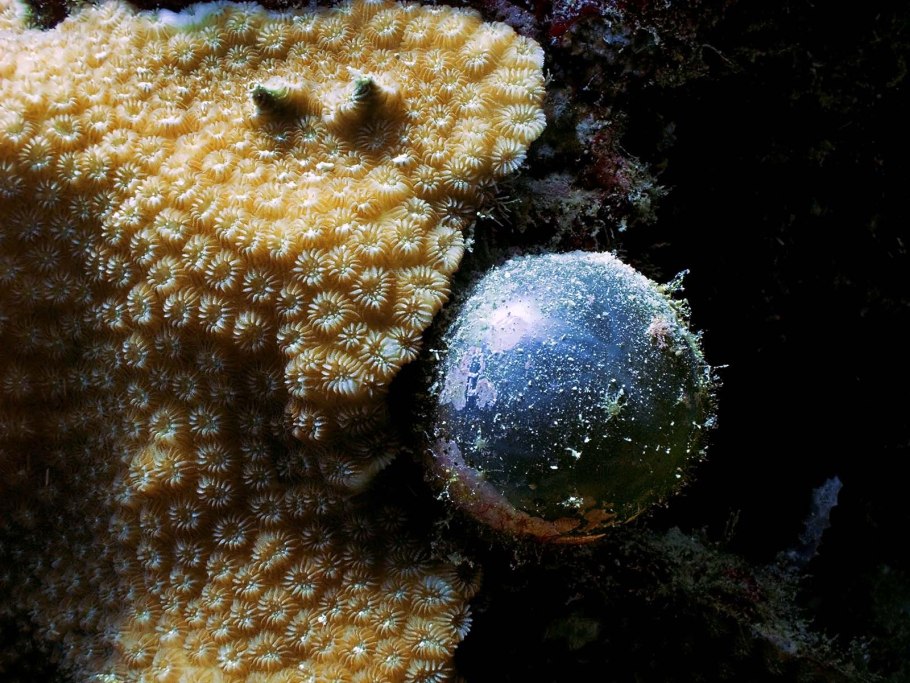 Valonia ventricosa (Валония пузатая