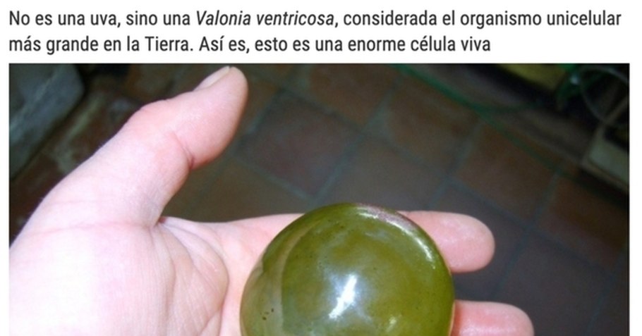 Валлония Бельгия