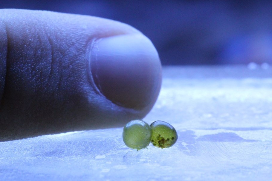 Морской аквариум Валония