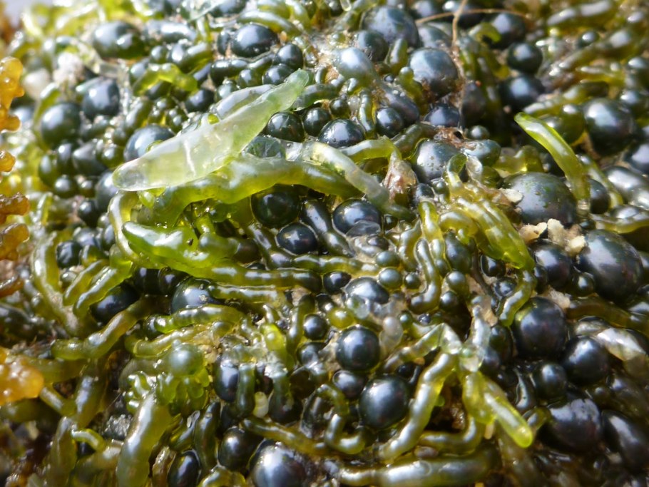 Валлонии (Бельгия)