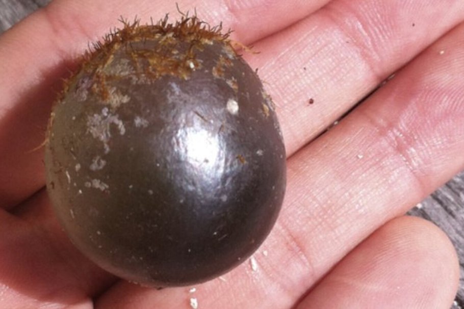 Mithraculus SCULPTUS