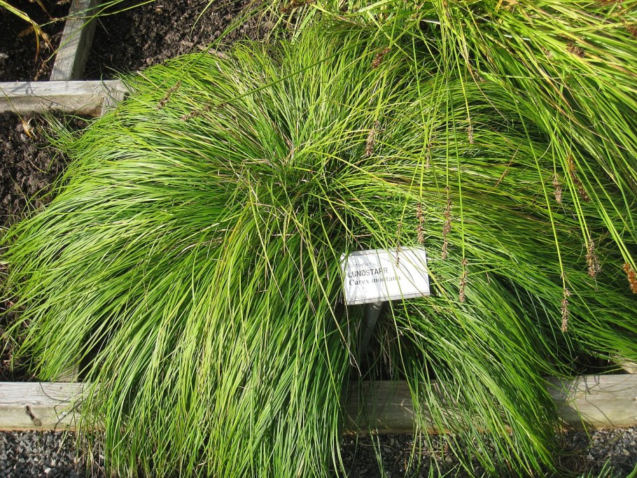 Осока Carex morrowii variegata