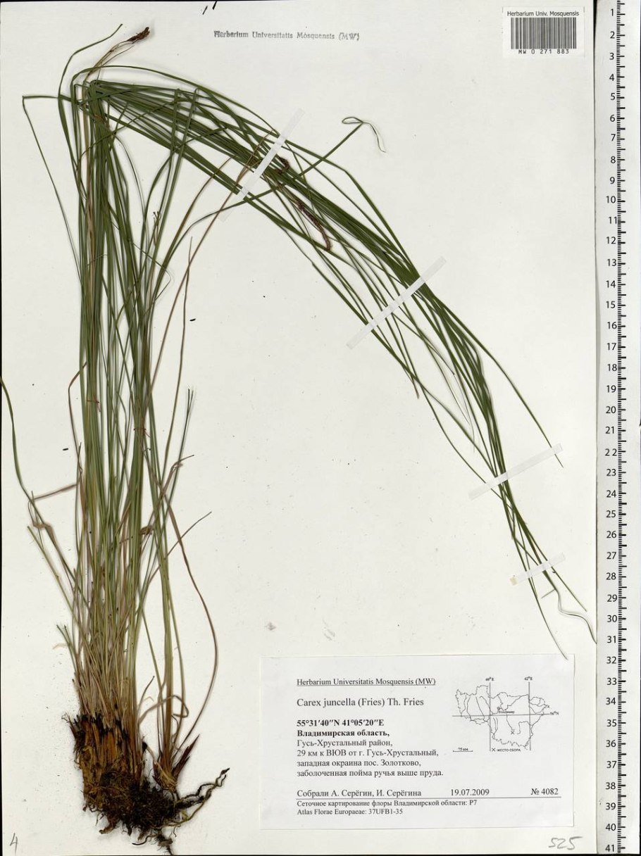 Carex digitata