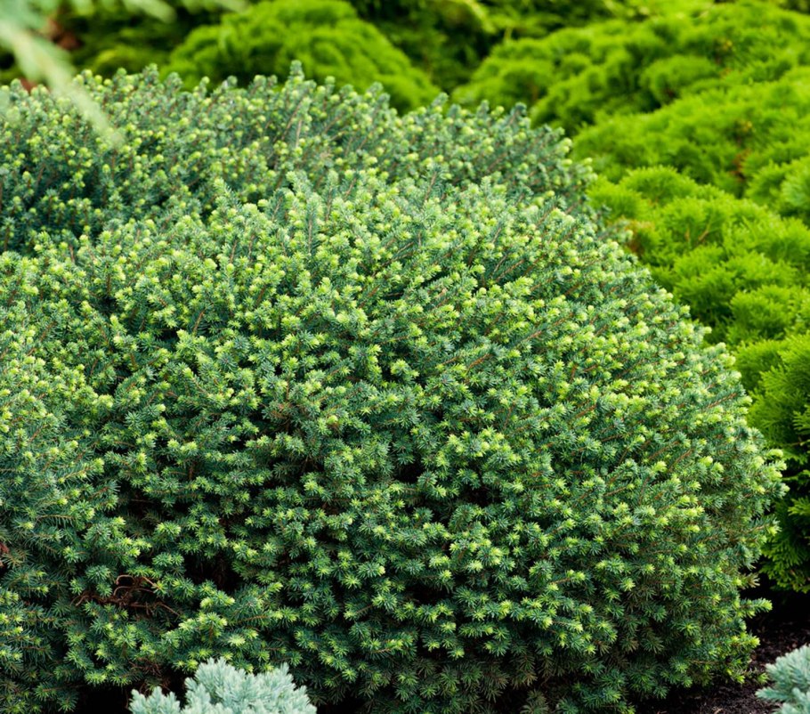 Пицея Оморика Карел