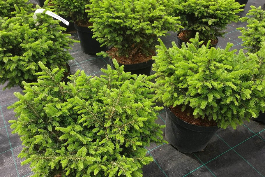 Ель Сербская Оморика Карел